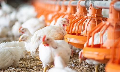 THE FUTURE OF POULTRY PRODUCTION IN AFRICA